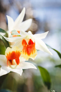 Close-up of white orchids blooming outdoors