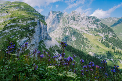 Scenic view of flowering plants and mountains against sky