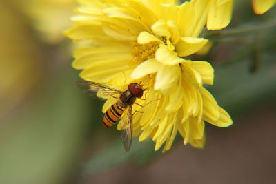 Close-up of insect on yellow flower