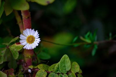 Flower blossoms