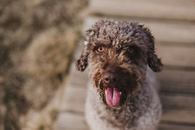 Close-up portrait of dog