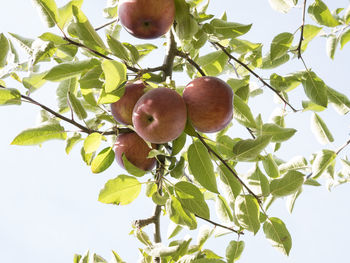 Low angle view of apples on tree