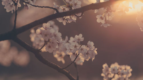 Close-up of cherry blossoms in spring