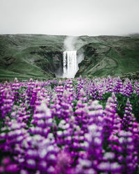 Purple flowering plants by land against clear sky