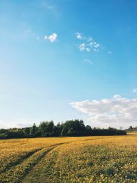 Scenic view of field against sky