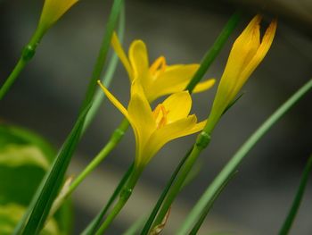 Close-up of yellow flower