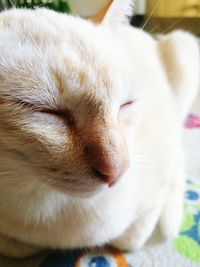 Close-up portrait of cat