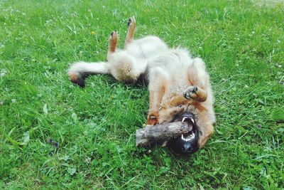 Dog lying on field