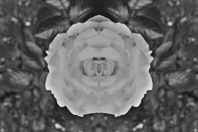 Close-up of white rose