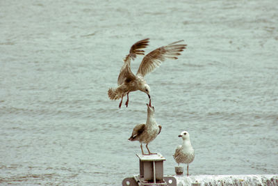 Seagulls flying over sea