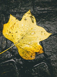 Close-up of yellow maple leaves fallen on water