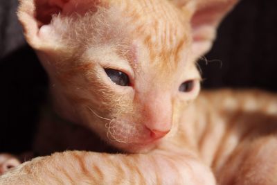Close-up portrait of a cute cat