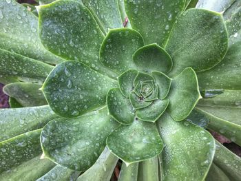 Close-up of water drops on plant