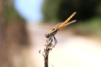 Close-up of insect