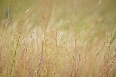 Close-up of stalks in field