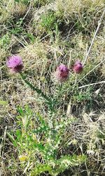 Close-up of purple flower growing in field