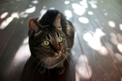 Close-up portrait of a cat