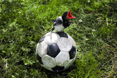 Bird perching on soccer at field