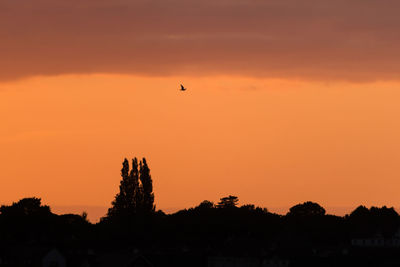 Silhouette birds flying over trees against orange sky