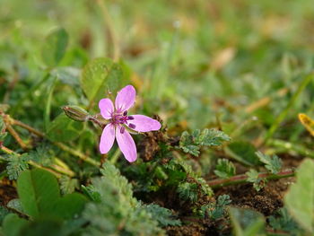 Close-up of pink flowers blooming outdoors