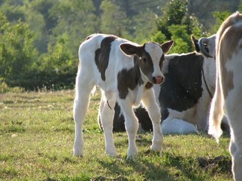 Cows standing in a field