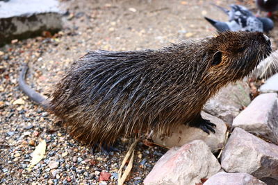 Nutria in river moldava