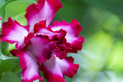 Close-up of pink rose flower