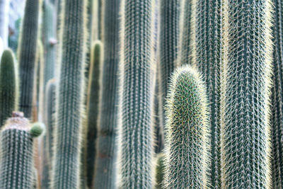 Close-up of cactus plant