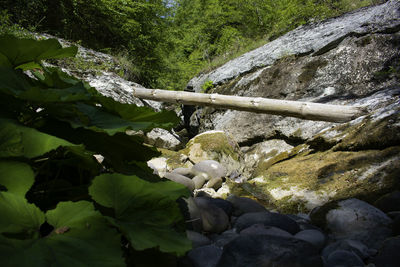 Close-up of flowering plants on rocks