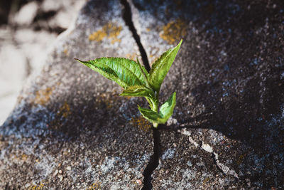 Small tree growing in old tombstone crack, plant on rock, hope, resurrection, eternal soul, new life