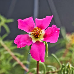 Close-up of pink rose flower