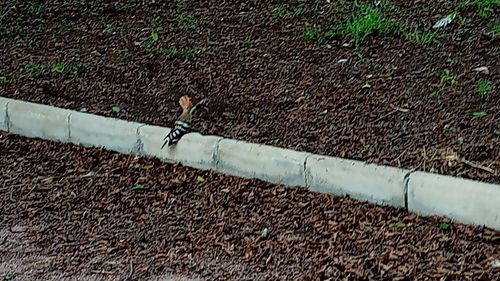 High angle view of pipe on field