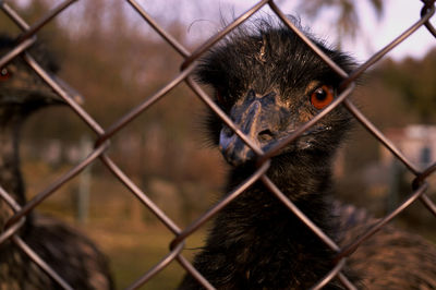 Portrait of ostrich