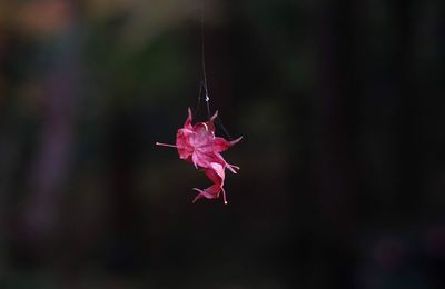 Pink flowers hanging outdoors