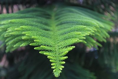 Close-up of fern leaves