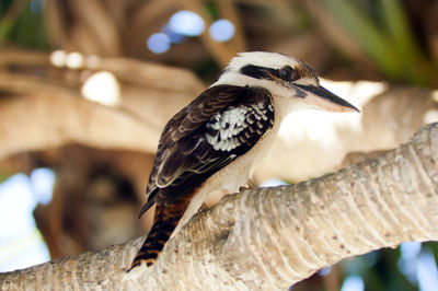 Close-up of bird perching on a branch