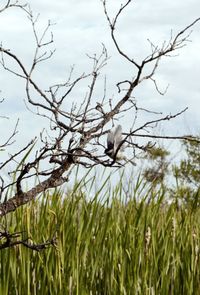 Close-up of plants on field against sky