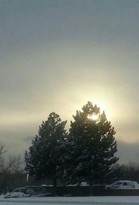 Trees against sky