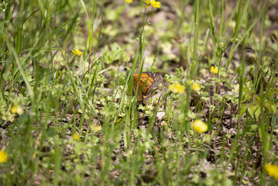 Butterfly on flower field