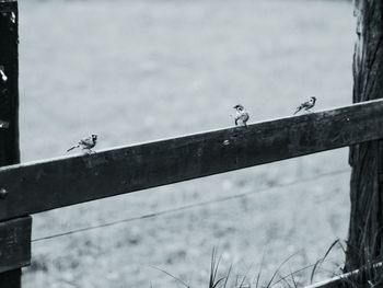 Birds perching on power line against sky