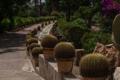 Close-up of plants