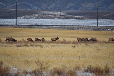 Bull elk his herd harem on the baccus highway salt lake  rocky mountains utah united states.