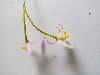 Close-up of flower against blurred background