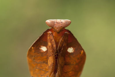 Close-up of rusty metal