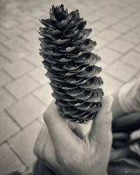 Close-up of hand holding pine cone