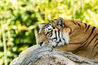 Close-up of tiger against trees