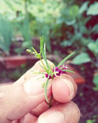 Close-up of hand holding insect against blurred background