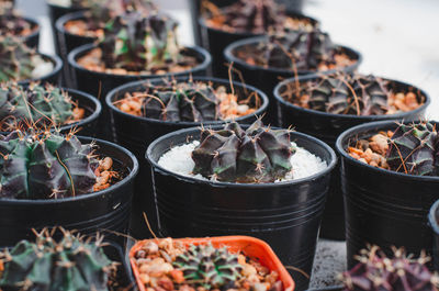 Potted plants for sale at market