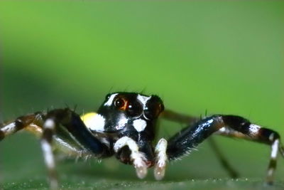 Close-up of spider