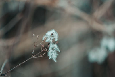 Close-up of dandelion on plant